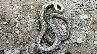 SHNAKE UZB KOLVAR ILONI NOSKASH