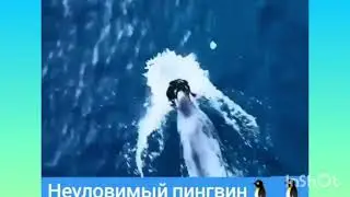 😄 Смелый пингвин 🚀🐬