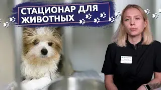 Стационар для животных: Особенности отделения Реанимации и Интенсивной Терапии для животных