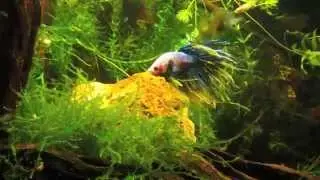Three Betta Experiment (Fighting Fish) 300 gal tank