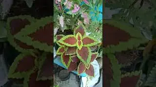 Mayana different varieties