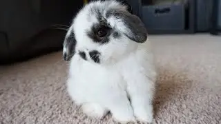 The best 5 years with my bunny | from 8 weeks to 5 years old 🐼🐰