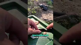 RYBY na KREWETKI