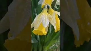 Easter 2024: spring for a day