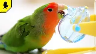 The cheeky lovebird