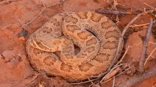 The Mojave rattlesnake Crotalus scutulatus is the world's most venomous rattlesnake.