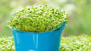 Выращивание Лекарственных Растений Дома