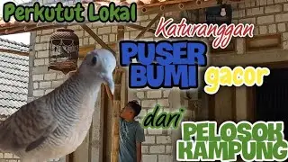 Perkutut Lokal Katuranggan PUSER BUMI gacor dor dari pelosok Kampung