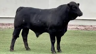 J&J Cattle Co: Lot #38 Brangus Bull