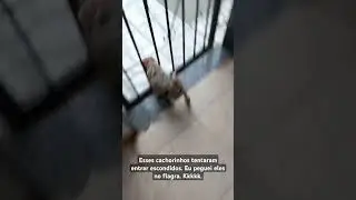 OS CACHORRINHOS FORAM PEGOS NO FLAGRA #pets #cachorrada #flagrante
