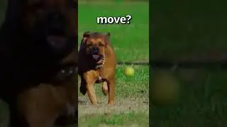 What Do YOU CALL this DOGS Move 🤣 | Wholesome Animals