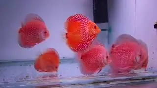 Корм и кормление дискусов.