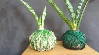 Kokedama - como fazer