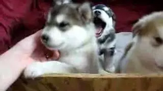 Alaskan malamute puppies greeting me in the morning
