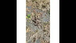 Проверяю агроволокно после зимы