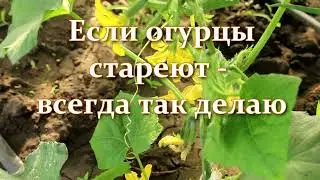 Срочно сделайте это с огурцами! Чем полить стареющие огурцы в июле чтобы возобновить плодоношение