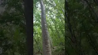 джунгли,амазонка,бауб,самое высокое дерево в мире