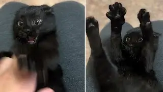 The Next Generation of ‘Stick ‘Em Up!’ Reminds Us of Our Favorite Lil’ House Panther