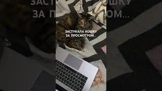 Муся выбирает себе подарки! #четырелапы #промокод #акция #ad #кошки #милыеживотные