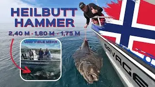 Angeln in Norwegen: Angeln auf Heilbutt, Dorsch, Köhler und Pollack vor  Saltstraumen Brygge
