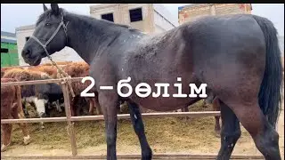 Жылқының бағасы. Қарабұлақ