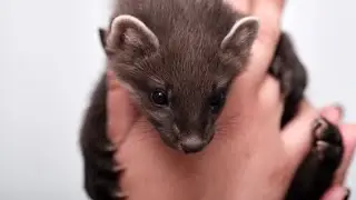 Полуторамесячный детёныш лесной куницы