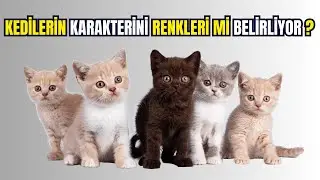 Kedilerin Tüy Renkleri Karakterleri Hakkında Ne Söylüyor? | Kedi Renk Karakter Analizi