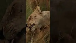 The BEST Safari Camp In Kenya / Welcome To Ishara