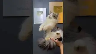 Anak kucing di kasih pantun lucu 😍 #cat #kitten #kucinglucu