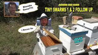 Tiny Swarms 1 and 2 survival follow up S8E25 #beekeeping