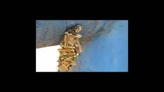 "Con la casa a cuestas".  #faunaargentina #insectos #shorts
