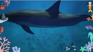 DIVE INTO THE SEA WORLD| BEST EDUCATIONAL VIDEOS FOR TODDLERS|2+ YEARS| VOCABULARY|SLOW PACED|