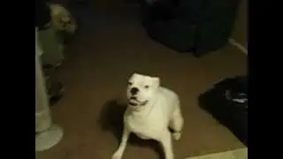 RUFUS FOX