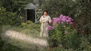 Флоксы I Сад Людмилы Кудасовой