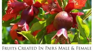 Miracles Of The QUR'AN | Fruits Created In Pairs Male & Female