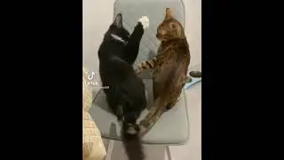 Досталось обоим
