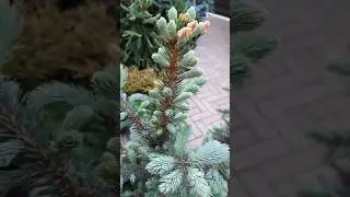 🌲Ель Супер Блю | Telegram: 