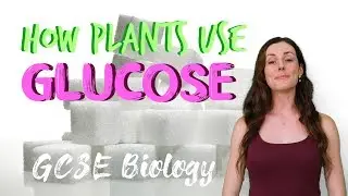 How Plants Use Glucose - GCSE Biology