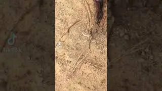 snake caput