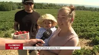 Samosběr jahod přilákal stovky lidí