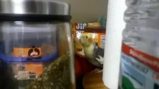 Surprise birb