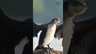 Cute but Wild - Great cormorant #youtubeshorts #shorts #cormorant #pvrmurtyscaptures