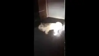 Giddy Harley Bangs Head