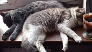 Коты и кошки моют шерсть друг другу!