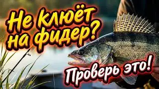 Не клюёт на фидер. Что делать?