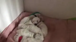 Знакомство с пометом GG!!