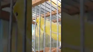 Yellow canary original short7 
