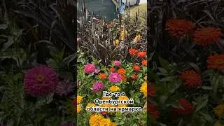 Едем из Узбекистана через Казахстан в Россию в Москву #shortsvideo #рецепты #фрукты #узбекистан