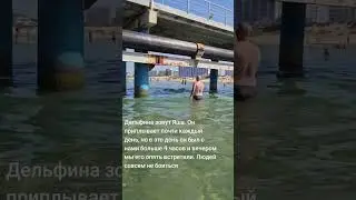Общительный дельфин