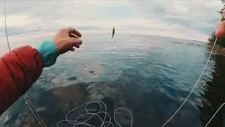 Ельцы на сухую муху, Ладога!